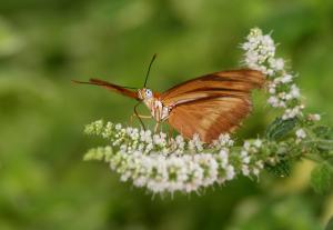 Featured Photo Butterfly Wonderland